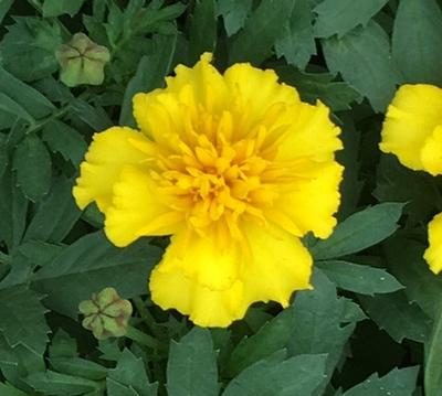 Marigold (French Marigold)