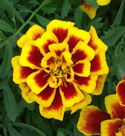 Marigold (French Marigold)