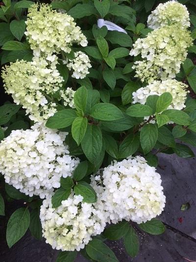 Hydrangea paniculata ()