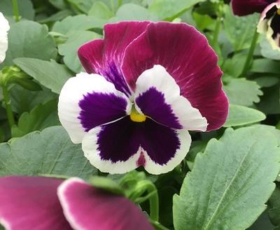 Pansy ()