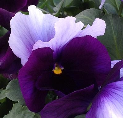 Pansy ()