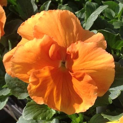Pansy ()
