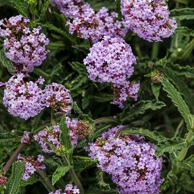 Verbena bonariensis ()