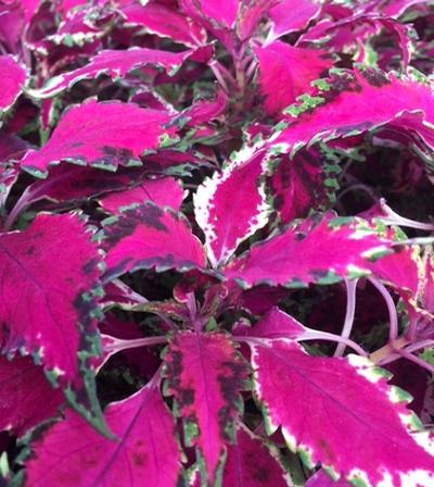 Coleus ()