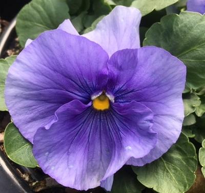 Pansy ()