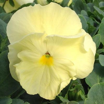 Pansy ()