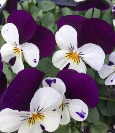Viola ()