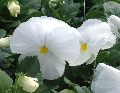 Pansy ()
