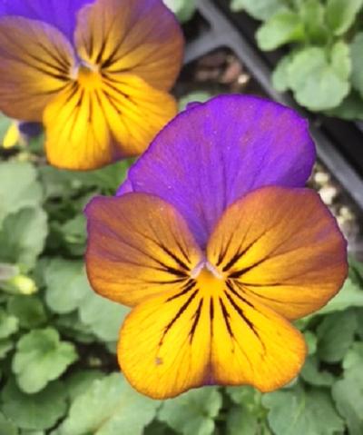 Viola ()