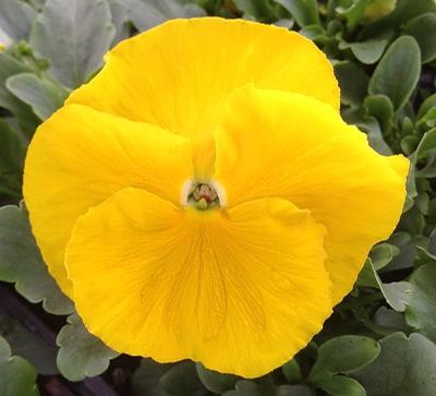Pansy ()