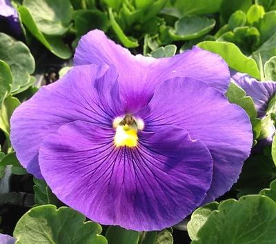 Pansy ()