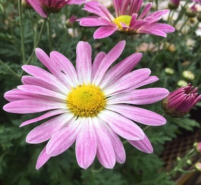 Chrysanthemum x (Perennial Chrysanthemum)