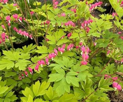 Dicentra spectabilis (Bleeding Heart)