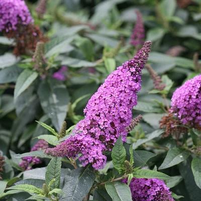 Buddleia (Dwarf Butterfly Bush)