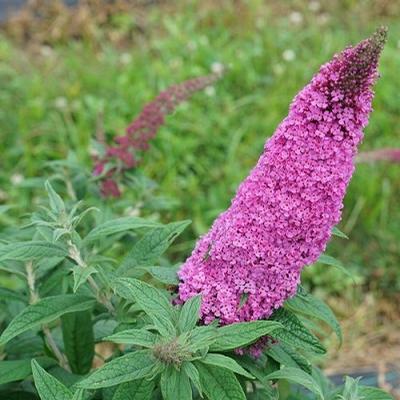 Buddleia (Dwarf Butterfly Bush)