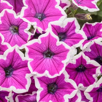 Petunia (Petunia)