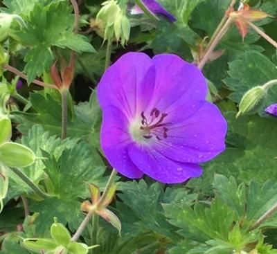 Geranium x ()