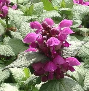 Lamium maculatum (Dead Nettle)