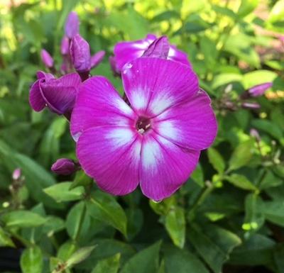 Phlox paniculata ()