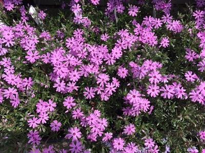 Phlox subulata ()