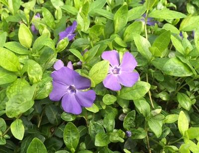 Vinca minor (Periwinkle, Myrtle)