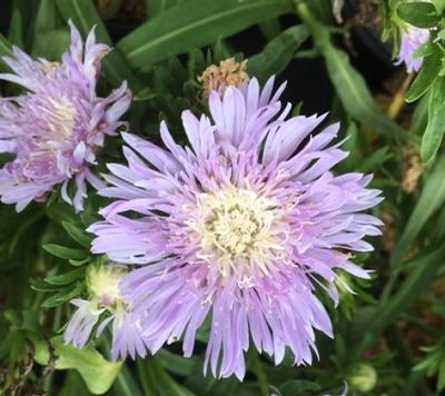 Stokesia laevis ()