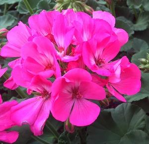 Geranium Zonal ()