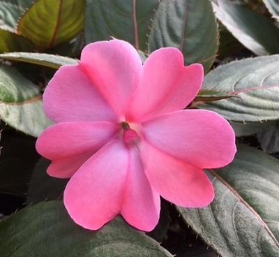 Impatiens ()