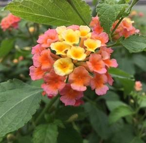 Lantana ()