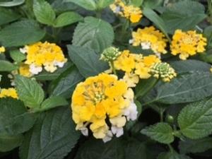 Lantana ()