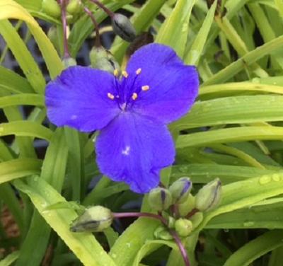 Tradescantia (Spiderwort)