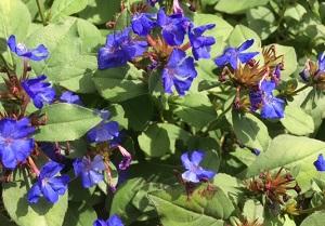 Ceratostigma plumbaginoides (Plumbago)