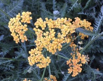 Achillea x (Yarrow)