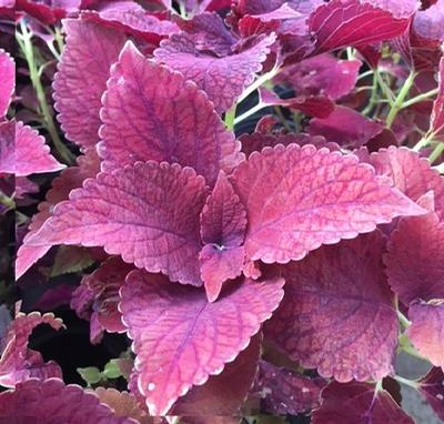 Coleus ()