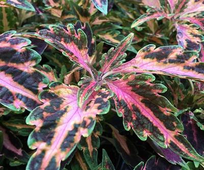 Coleus ()