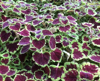 Coleus ()