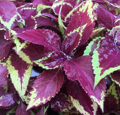 Coleus ()