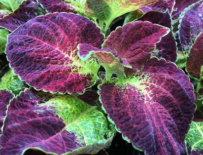 Coleus ()