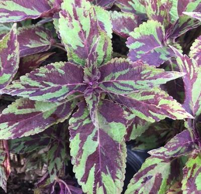 Coleus ()