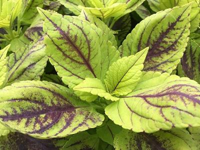 Coleus ()