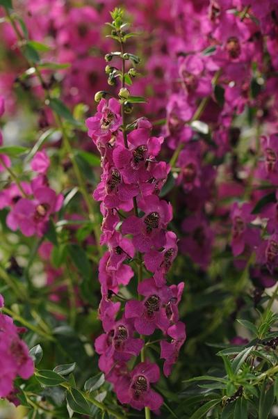 Angelonia ()