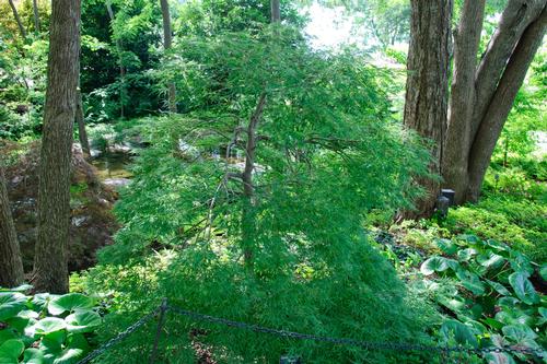 Acer palmatum var. dissectum (Cutleaf Japanese Maple)