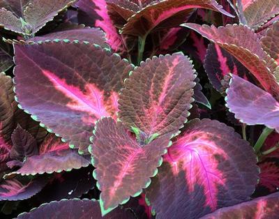 Coleus ()