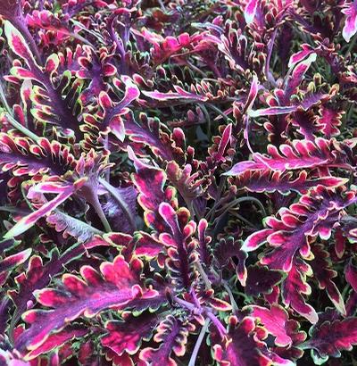 Coleus ()