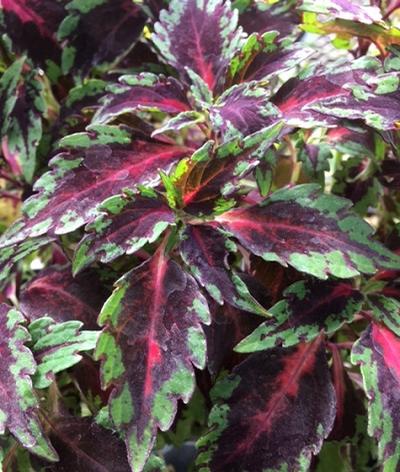 Coleus ()