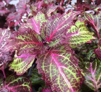 Coleus ()