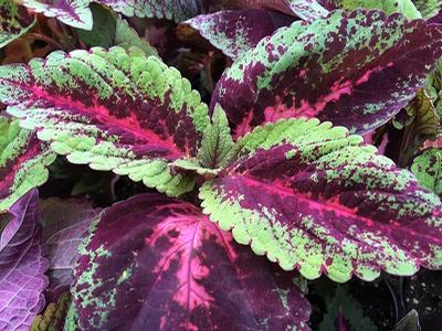 Coleus ()