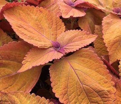 Coleus ()