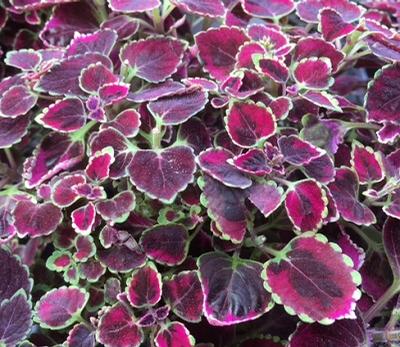 Coleus ()