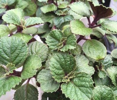 Plectranthus ()